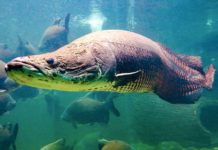 CAMBODGE – NATURE : Le mystère d’un poisson géant d’Amérique du Sud retrouvé dans un bassin d’Angkor arapaima pirarucu poisson