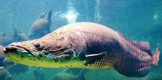 arapaima pirarucu poisson