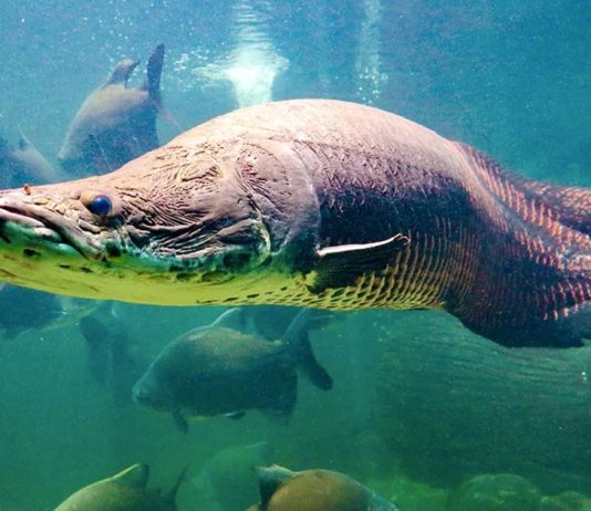 CAMBODGE – NATURE : Le mystère d’un poisson géant d’Amérique du Sud retrouvé dans un bassin d’Angkor arapaima pirarucu poisson