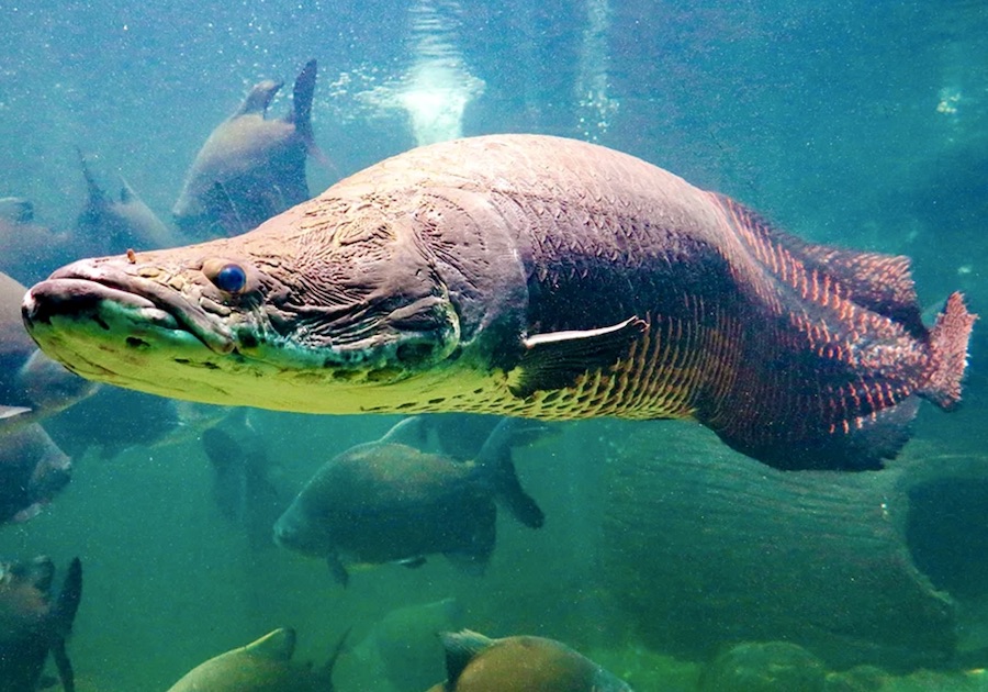 arapaima pirarucu poisson