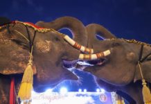 THAÏLANDE – TOURISME : Le festival des éléphants de Surin aura lieu du 18 au 20 novembre éléphants Surin