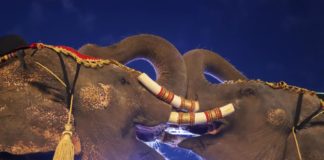éléphants Surin