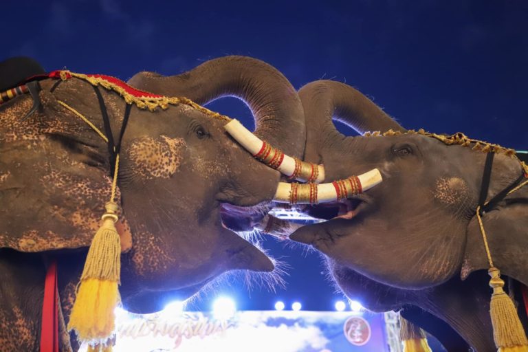 THAÏLANDE – TOURISME : Le festival des éléphants de Surin aura lieu du 18 au 20 novembre