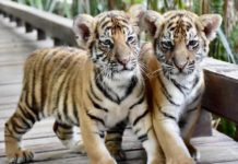 Tigres Thaïlande