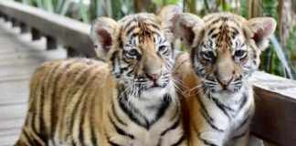 Tigres Thaïlande