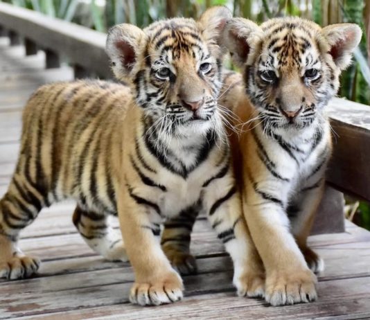 Tigres Thaïlande