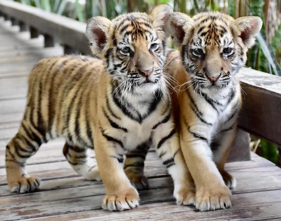 Tigres Thaïlande