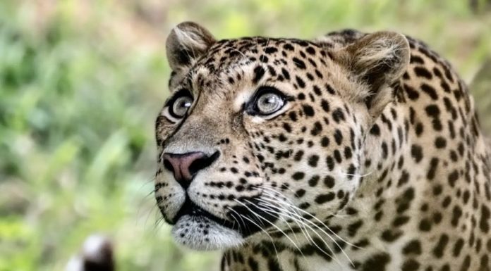 INDONÉSIE – NATURE : Le léopard de Java, une espèce en voie d’extinction léopard de java
