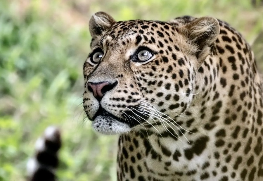 léopard de java