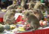 THAÏLANDE – COMPENSATIONS : Attaqués par les singes, vous pouvez réclamer des indemnités singe lopburi