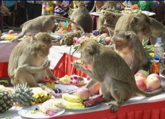 THAÏLANDE – COMPENSATIONS : Attaqués par les singes, vous pouvez réclamer des indemnités singe lopburi