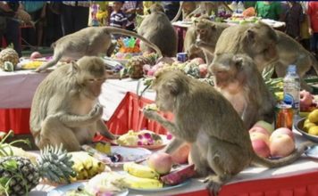 singe lopburi