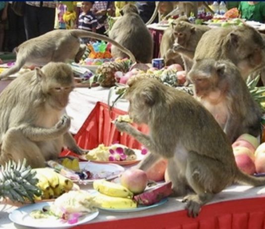 singe lopburi