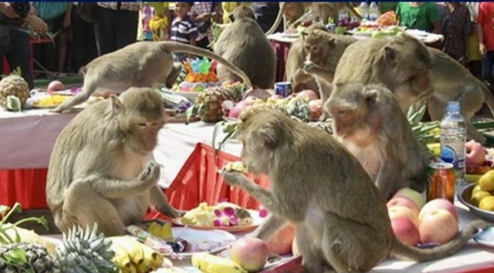 singe lopburi