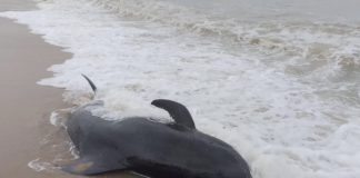 baleine Narathiwat