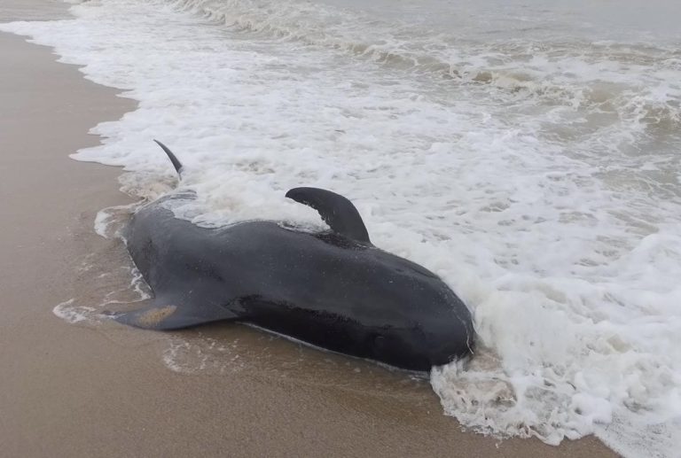 THAÏLANDE – NATURE : Une baleine s’échoue sur une plage du sud de la Thaïlande