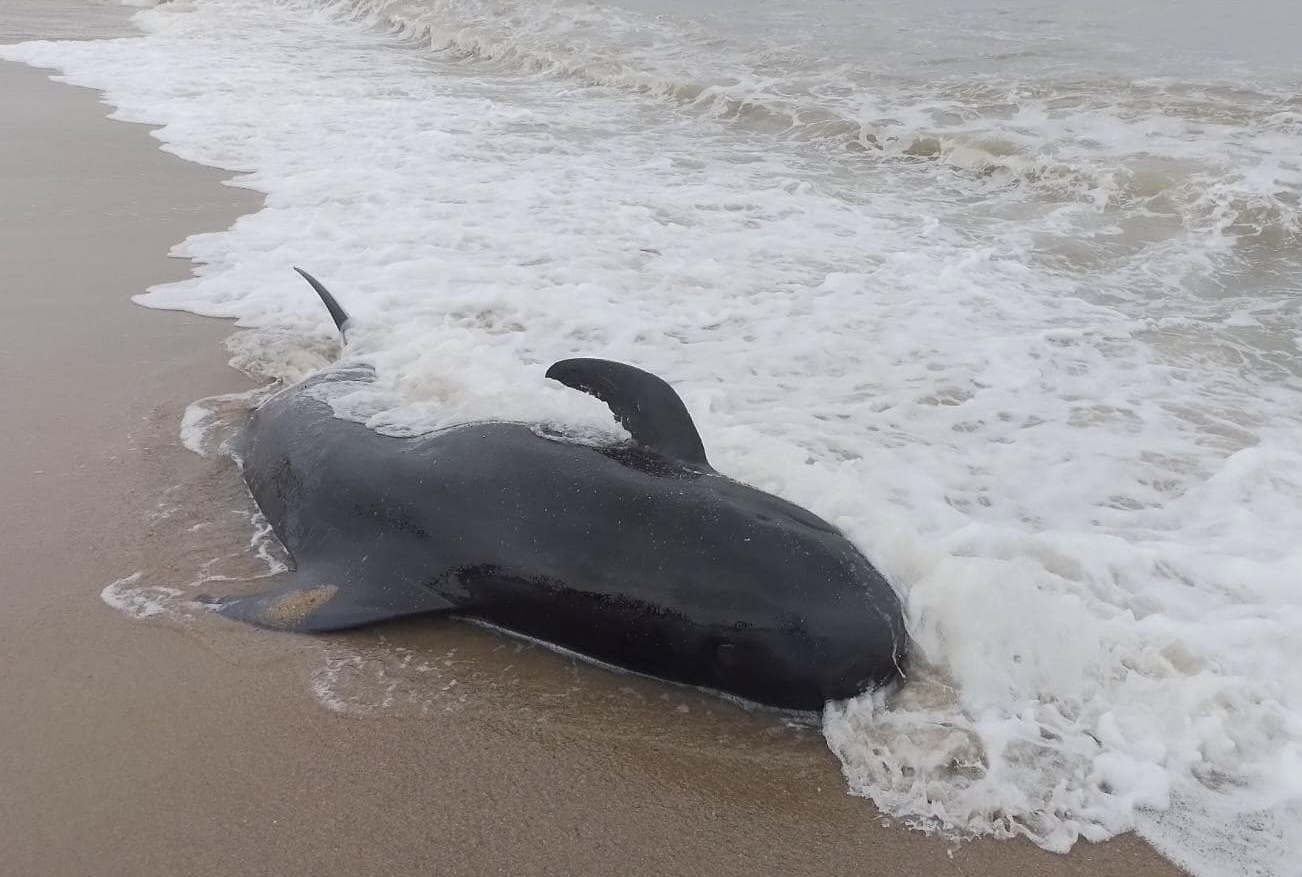 baleine Narathiwat