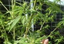 THAÏLANDE – CANNABIS : La majorité des Thaïlandais soutiennent la re-pénalisation cannabis Thaïlande