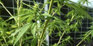 cannabis Thaïlande