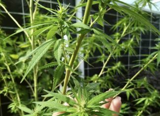 cannabis Thaïlande