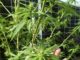 cannabis Thaïlande