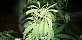 Cannabis Thaïlande