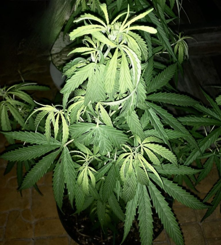 THAÏLANDE – CANNABIS : Le système en ligne de contrôle des ventes de cannabis sera prêt l’année prochaine