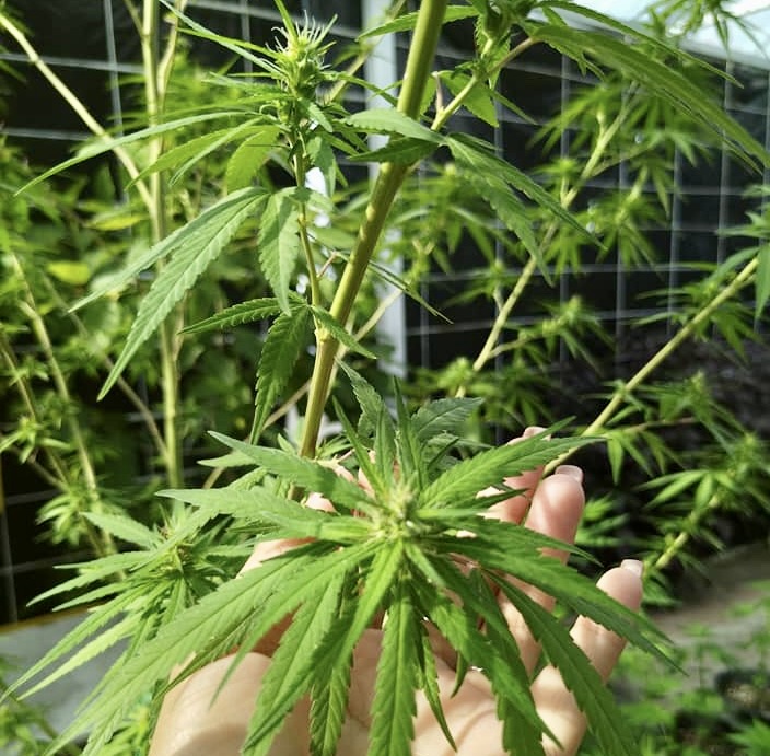 cannabis Thaïlande