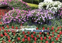 festival des fleurs de Chiang Mai