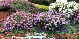 festival des fleurs de Chiang Mai