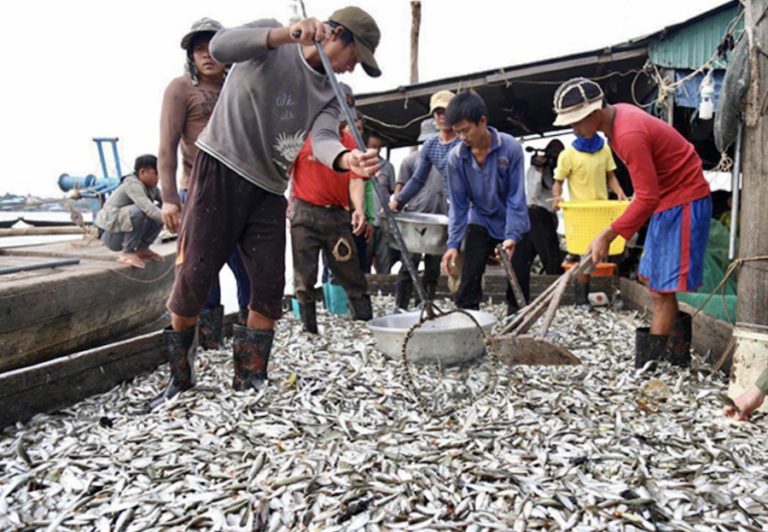 CAMBODGE – ÉCONOMIE : Les importations de poisson dans le royaume diminuent d’environ 50 %