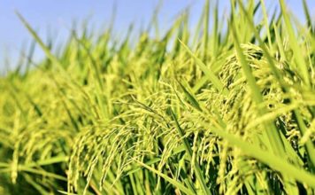 riz