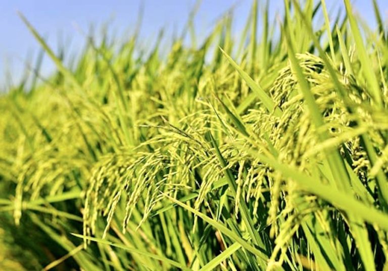 ASIE – SOCIÉTÉ : L’insécurité alimentaire est de retour 