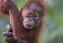 Batang Toru oran Outang Indonésie