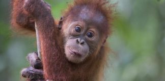 Batang Toru oran Outang Indonésie