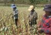BIRMANIE – DROGUE : L’ONU tire le signal d’alarme culture opium Birmanie