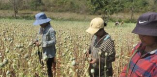 culture opium Birmanie