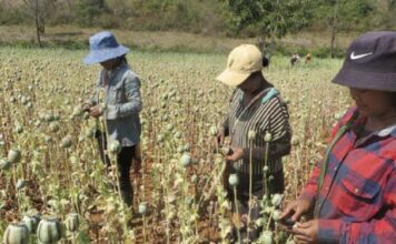 BIRMANIE – DROGUE : L’ONU tire le signal d’alarme culture opium Birmanie