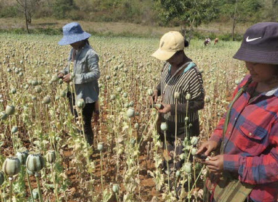 culture opium Birmanie