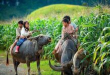 THAÏLANDE – CHRONIQUE : Pays du sourire, sourires d’enfants Enfants Thaïlandais