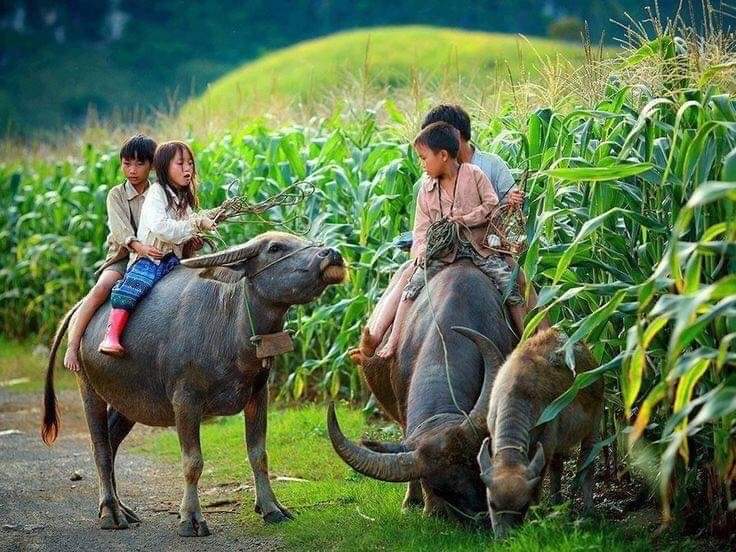 Enfants Thaïlandais