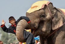 LAOS – TOURISME : Le festival des éléphants de Xayaboury aura lieu en février festival Xayaboury