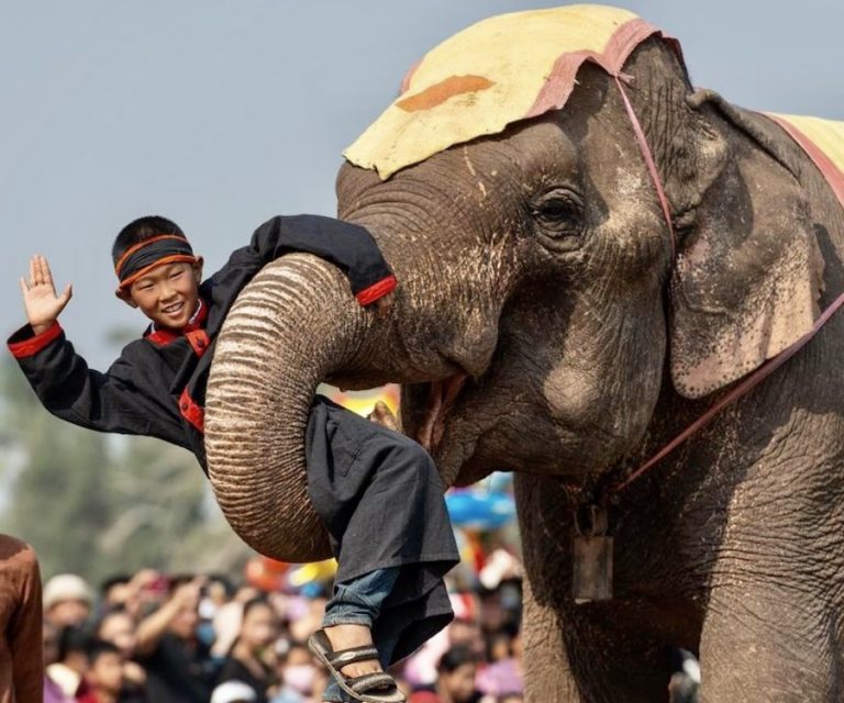 LAOS – TOURISME : Le festival des éléphants de Xayaboury aura lieu en février