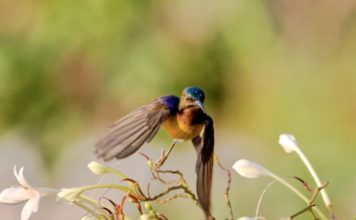 oiseau de Thaïlande