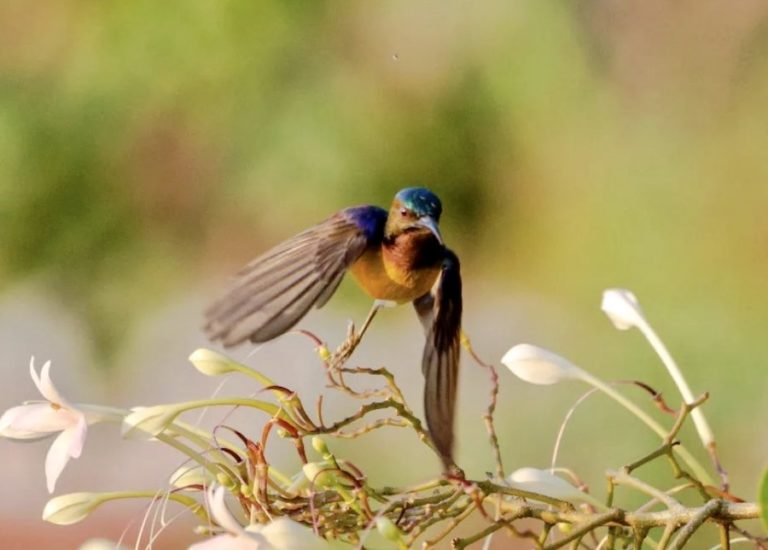 THAÏLANDE – CHRONIQUE : Dans le ciel siamois, des oiseaux roi…