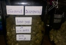 Koh-Pha-Ngan-cannabis