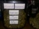 Koh-Pha-Ngan-cannabis