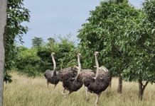 CAMBODGE – TOURISME : Une ferme d’autruches et de moutons, nouvelle attraction touristique autruche tourisme Cambodge