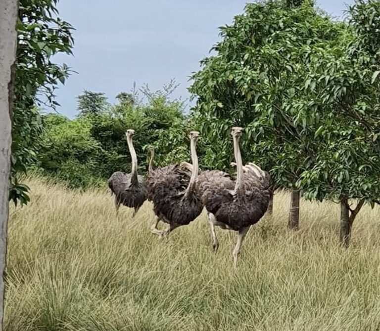 CAMBODGE – TOURISME : Une ferme d’autruches et de moutons, nouvelle attraction touristique