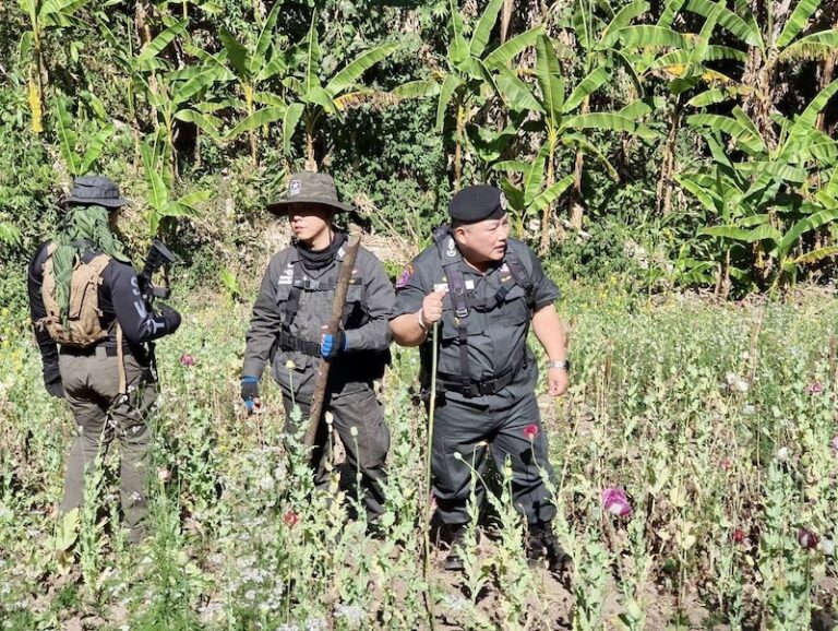 CHIANG MAI – DROGUE : La police détruit une vingtaine de plantations d’opium